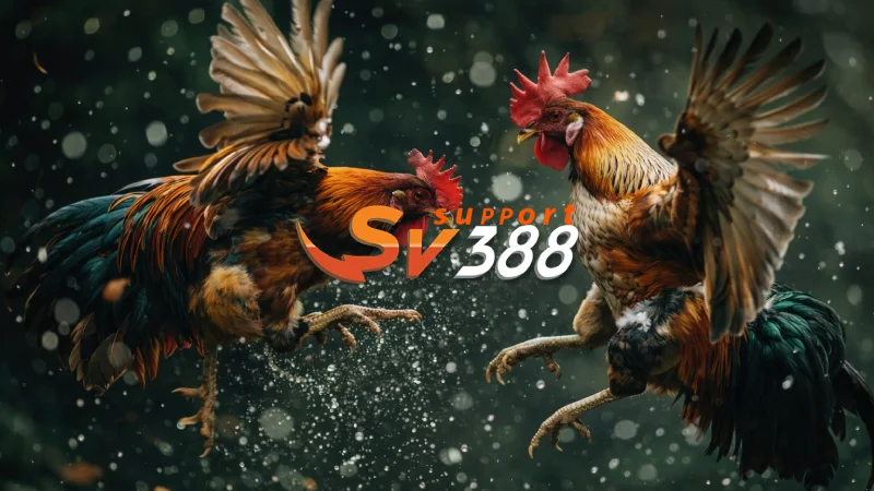 SV388 - Nền tảng giải trí trực tuyến hàng đầu